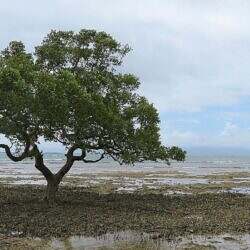 23-cagbalete-12