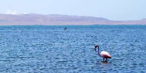 Paracas: Kiten mit Flamingos