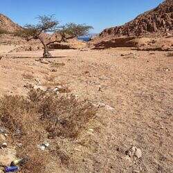 mel-gibson-dahab-06