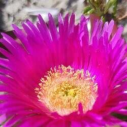 sant-antioco-04